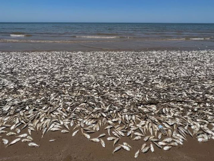 Dead fish are washing up along beaches on the Texas Gulf Coast, officials say. Here's why