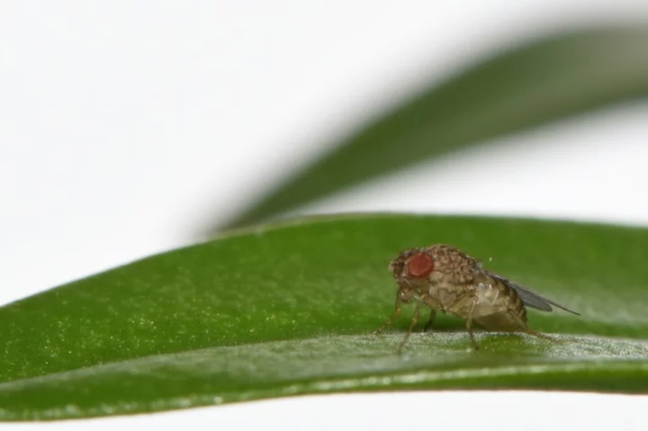 Scientists engineer fruit flies capable of 'virgin birth'