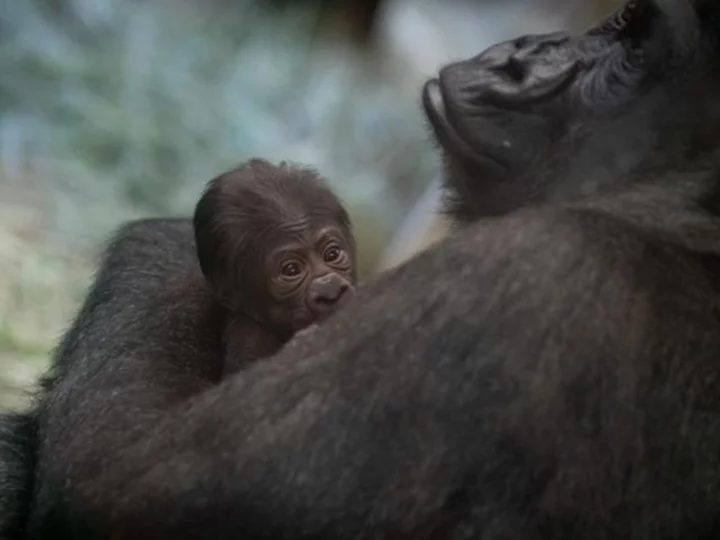 The Columbus Zoo thought this gorilla was a male -- then it gave birth to a baby