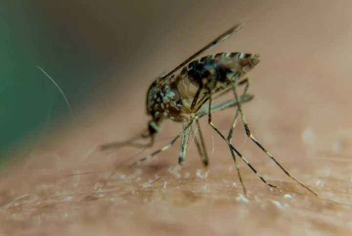 Positive results for potential first chikungunya vaccine