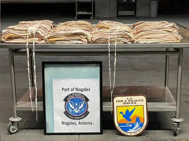 US authorities seize shipment of swim bladder from endangered fish valued at $2.7 million