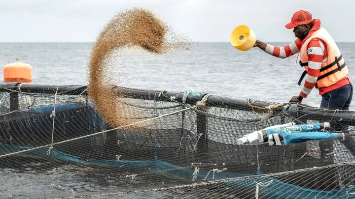 Despite risks fish farms are booming in Africa
