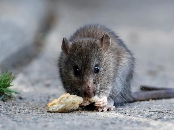 Can humans and rats live together? Paris is trying to find out