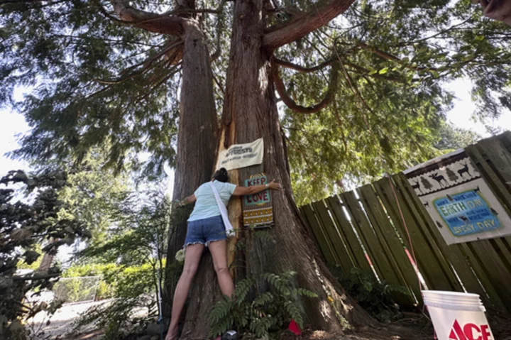 Seattle climate activists roost in old cedar tree to prevent it from being cut down for new housing