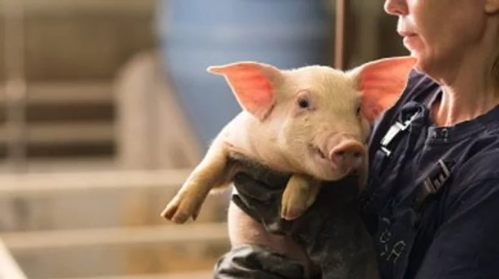 Scientists grow human kidneys inside a pig for the first time