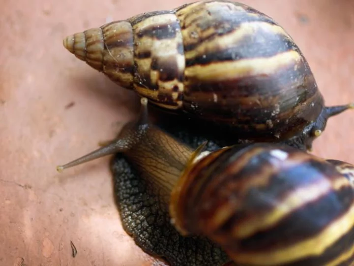 Parts of Florida's Broward County are under quarantine after giant African land snails were detected