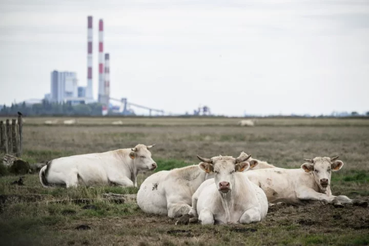 Meat, milk alternatives could slash food system emissions a third: study