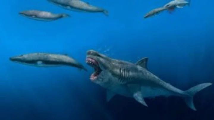 Scientists discover that megaladon's went extinct because of themselves