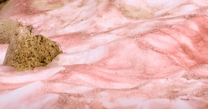 What is watermelon snow? Mysterious natural phenomenon turns Utah mountains pink