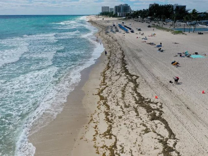 The huge blob of seaweed headed for Florida has shrunk by 75%