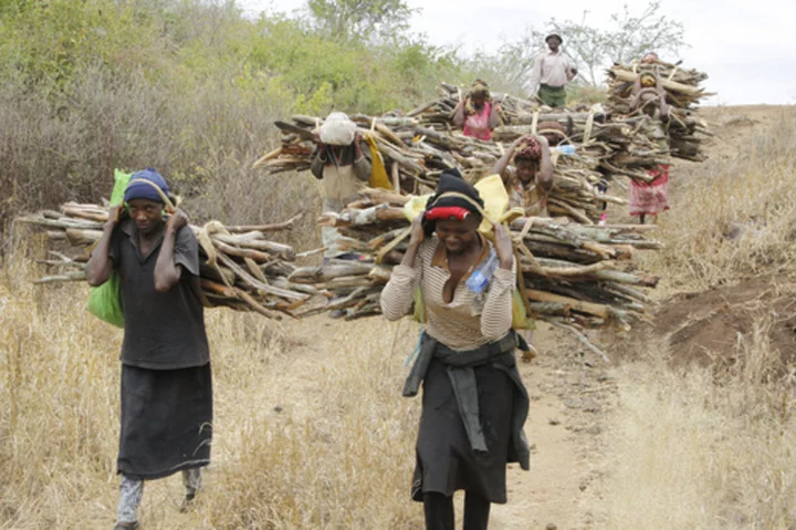Kenya's president lifts 6-year logging ban to create jobs. Environmentalists are concerned