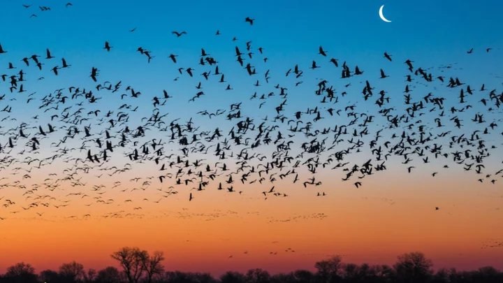Which Birds Are Migrating Through Your Area? This Interactive Tool Tells You