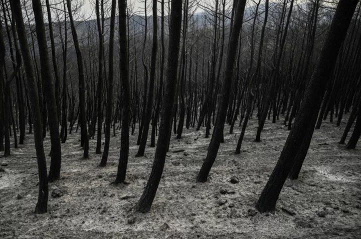Experts blame poor govt preparation for Greek fires' devastation