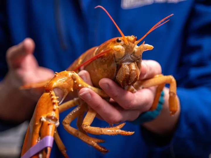 Extremely rare orange lobster caught in Maine's Casco Bay has new home
