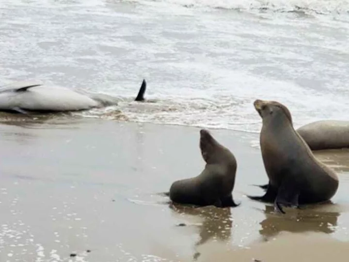 Hundreds of dolphins and sea lions have washed up dead or sick in California amid toxic algae outbreak
