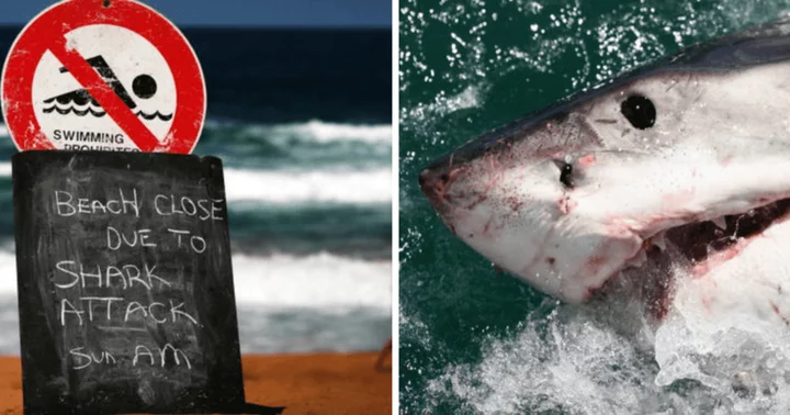 What is the shark attack capital of the world? US county gains bloody notoriety