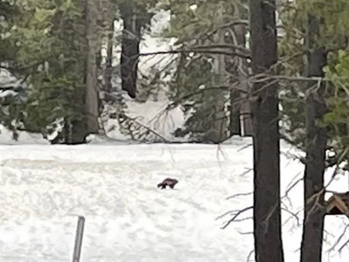 Wolverine spotted in California for only the second time in a century
