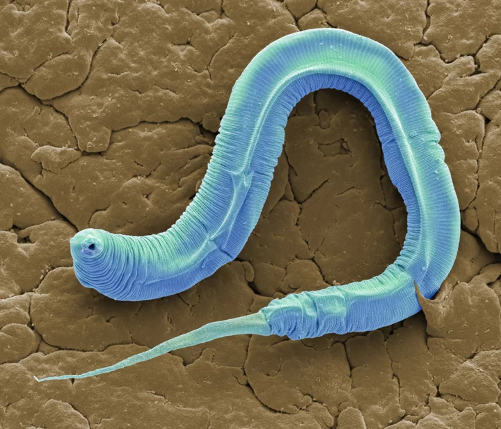 A roundworm species was just revived after 46,000 years in the Siberian permafrost