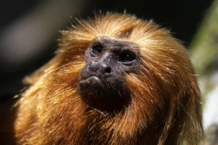 Brazil's endangered golden monkeys have recovered following big population drop from yellow fever