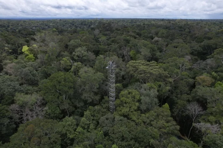 Brazil builds 'rings of carbon dioxide' to simulate climate change in the Amazon