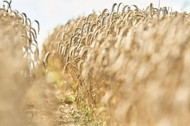 Egypt Expects to Tap $500 Million UAE Wheat Financing in January