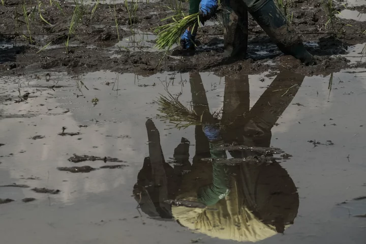 Philippines Gives Rice Farmers $224 Million in Aid Amid El Nino