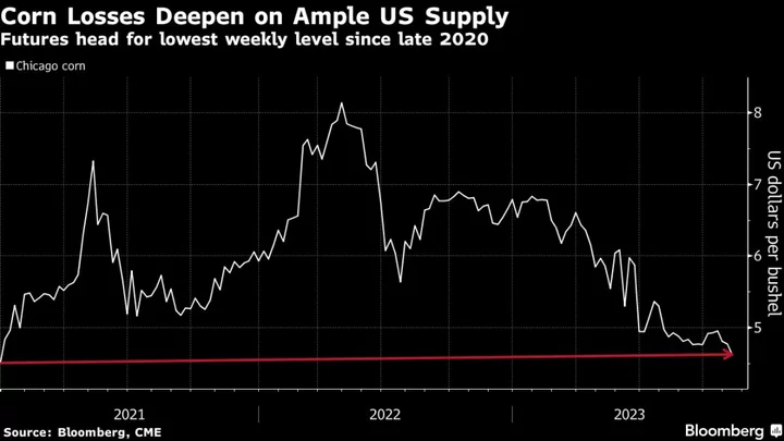 Corn Drops to Trade Near Three-Year Low on Record US Crop