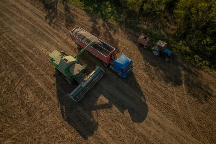 'Just can't sell': Ukraine harvests sunflowers as war blocks ports