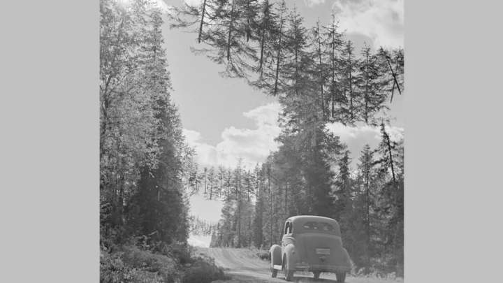 The fascinating mystery of Finland’s 'floating' pines