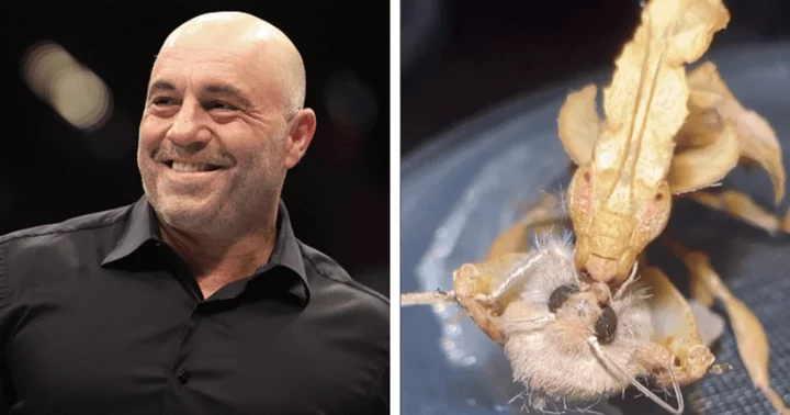 Joe Rogan's 'gross' new obsession leaves his fans in utter disbelief