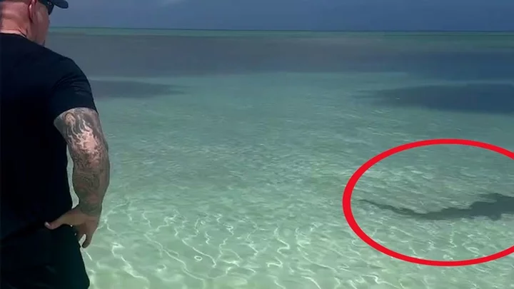 The Undertaker manages to protect wife from rare shark just by staring at it