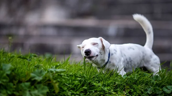 Why Do Dogs Eat Grass?