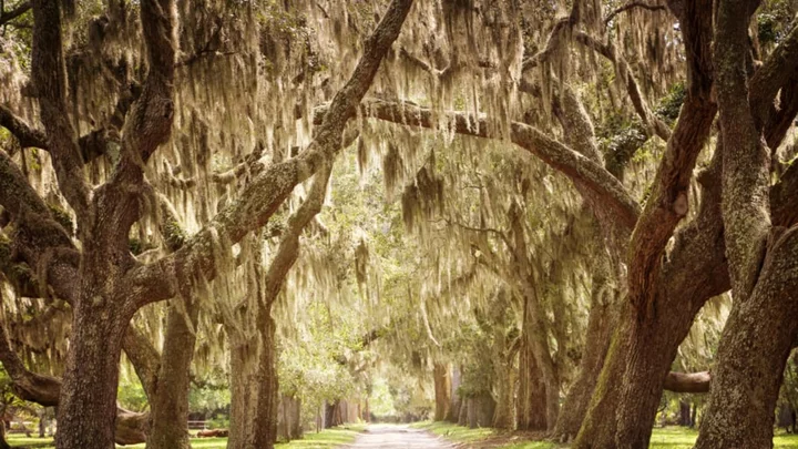 10 Fascinating Facts About Spanish Moss