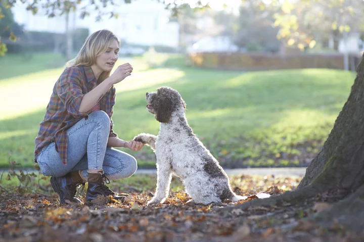 This Dog Training Bundle is just $40