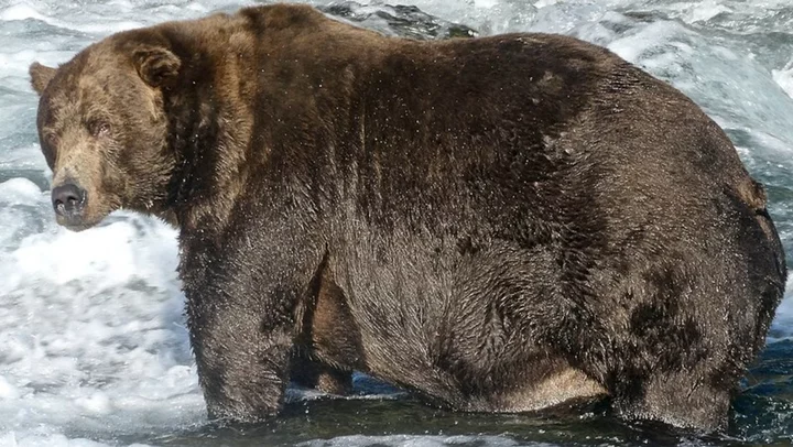 What's Fat Bear Week?