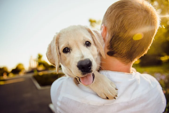 25 best gifts for pets (and their parents)