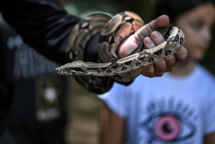 Antivenom shortages, ignorance plague snakebite victims in Venezuela