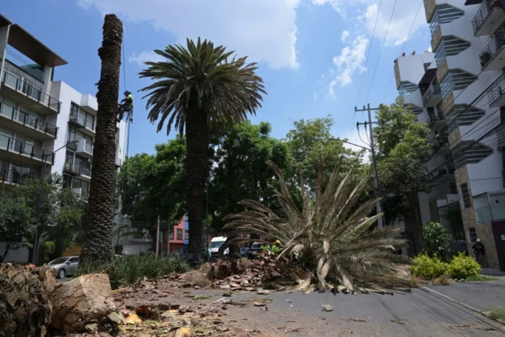 Climate change, pests threaten Mexico City's iconic palms