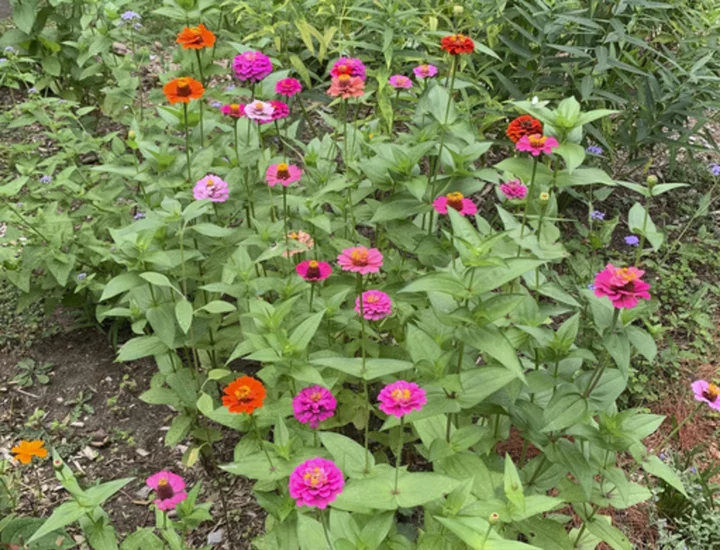 If you grow your own cutting garden, you'll have beautiful flower bouquets all season long