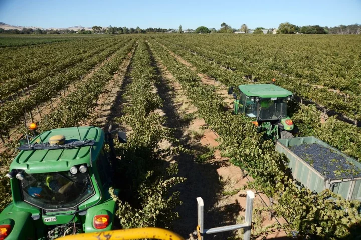 Penfolds-Maker Treasury Buys DAOU Vineyards for Up to $1 Billion