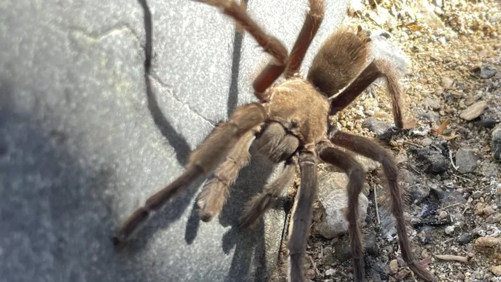 Tarantula causes vehicle crash in California's Death Valley