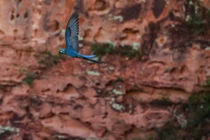 Brazil faces dilemma: endangered macaw vs. wind farm