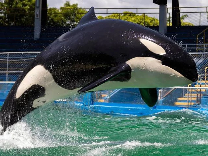 Lolita, a beloved orca at the Miami Seaquarium set to be released into the ocean, has died