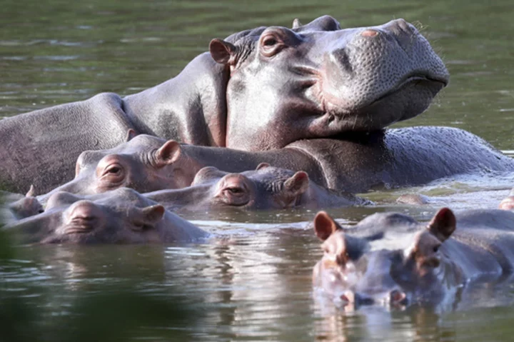 Colombia begins sterilization of hippos descended from pets of drug kingpin Pablo Escobar