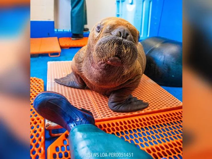 Rare walrus calf dies after being rescued in Alaska