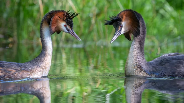 Bird of Century: Pūteketeke wins NZ poll after campaign by John Oliver