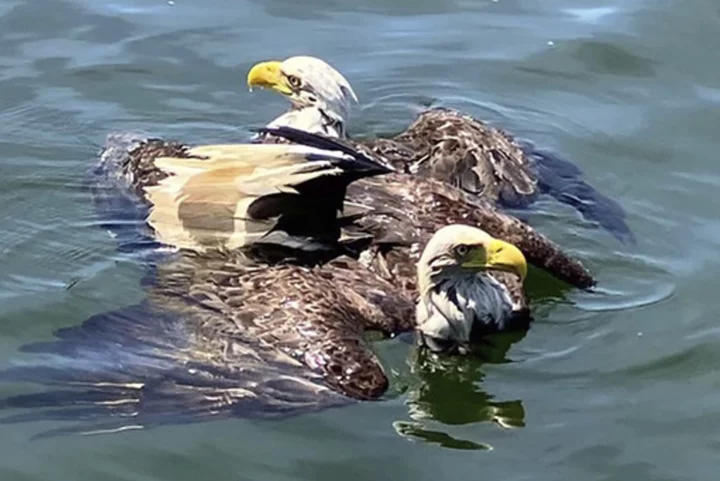 After 2 fighting eagles got stuck together, Minnesota deputies separated them