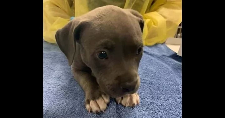 Video shows hero Irvine PD cops saving adorable puppy from fentanyl overdose