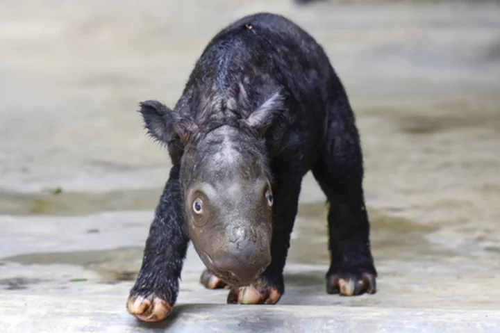 A critically endangered Sumatran rhino named Delilah successfully gives birth in Indonesia