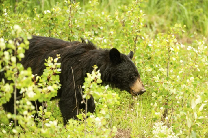 North Macedonia national park's rising bear population poses a threat to residents